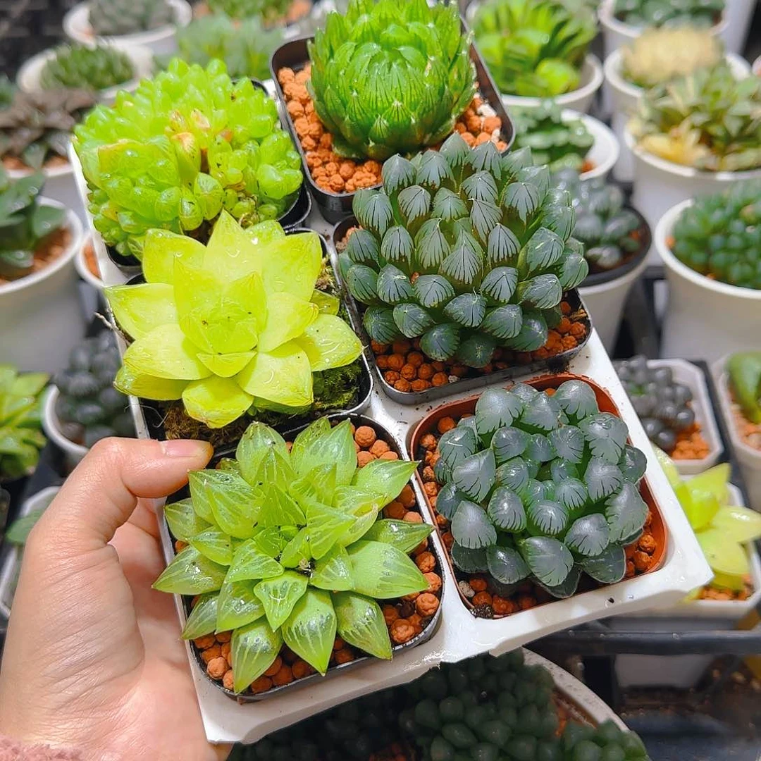 玉露六件套多肉，原盆