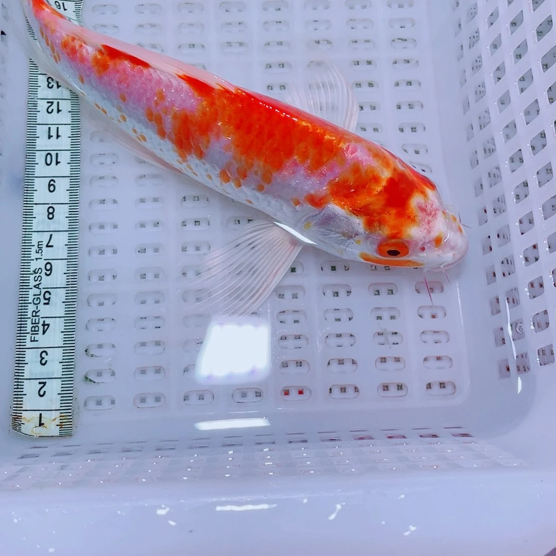 锦鲤8 包邮锦鲤冷水观赏鱼