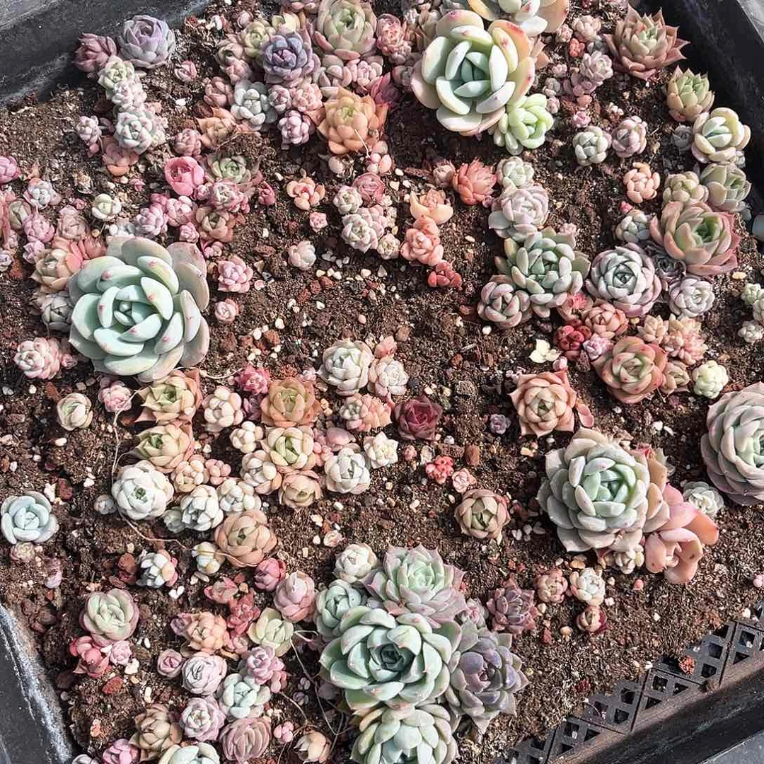 阿雅园艺。         828