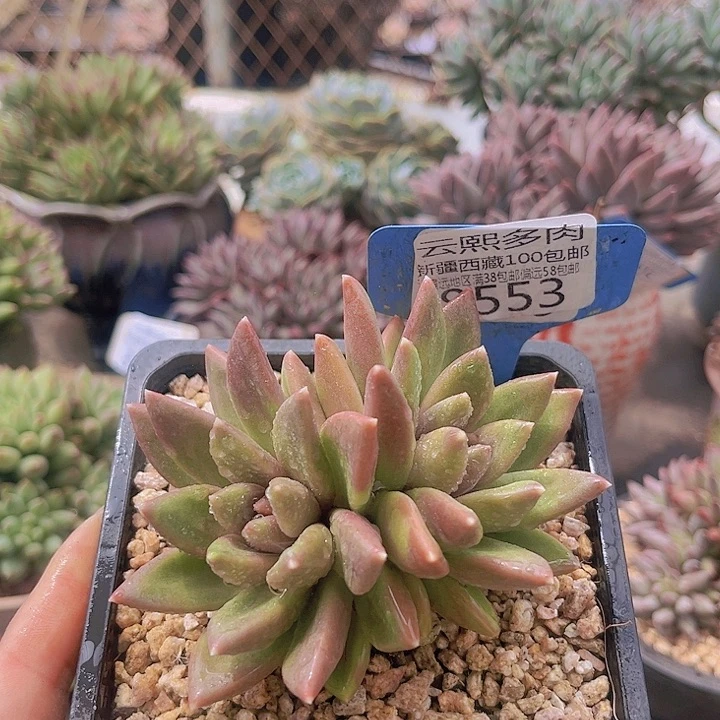 8553迷雾泡泡。