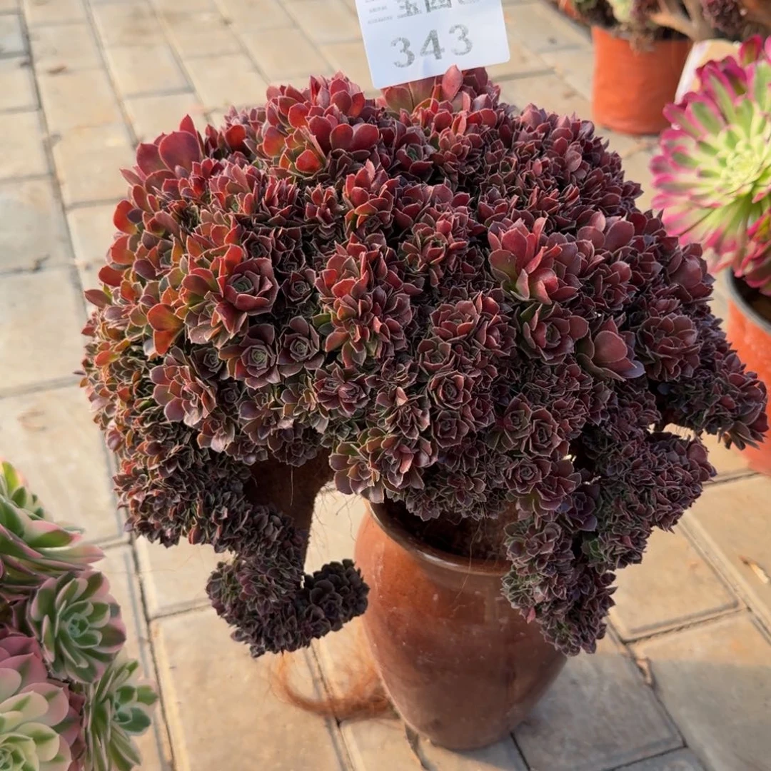 都*风多肉植物343缀化