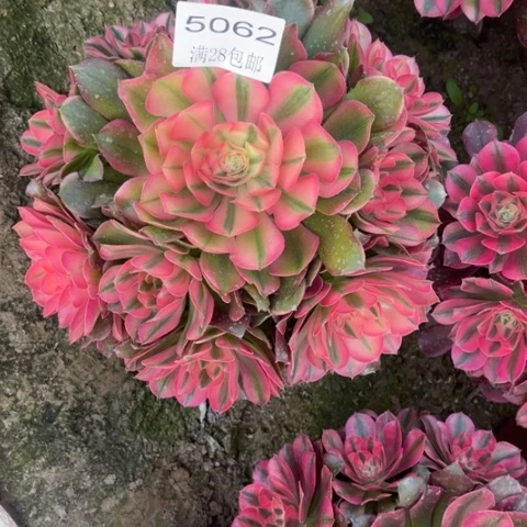 香妃多肉多多5062