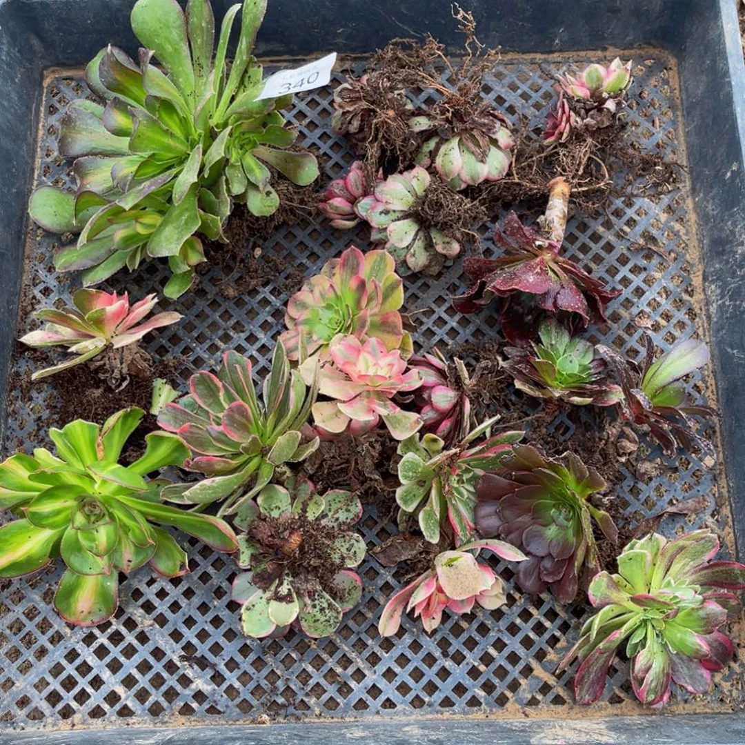 340筐拍无售后法师锦多肉组合