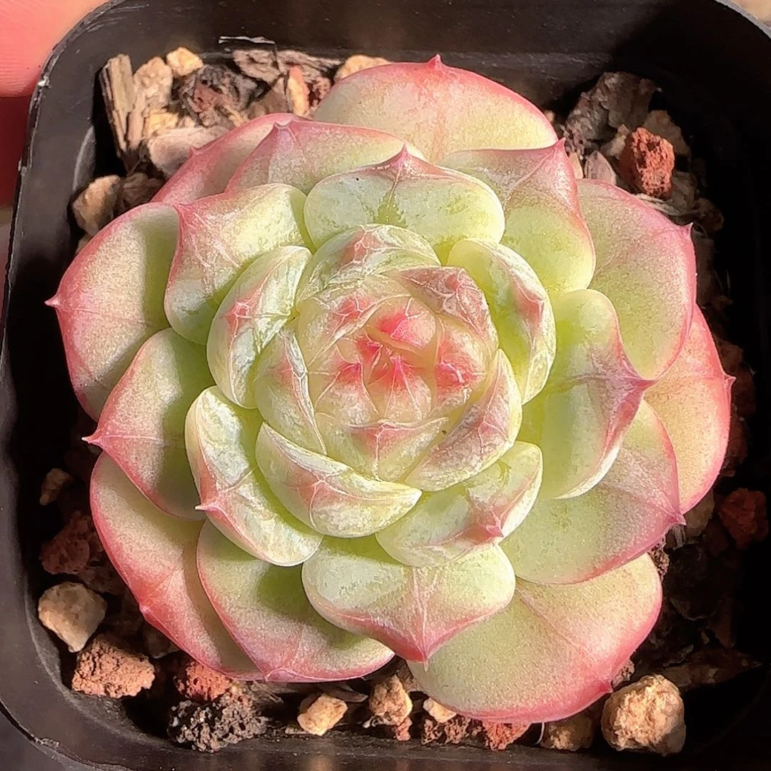 多肉1125-168福利