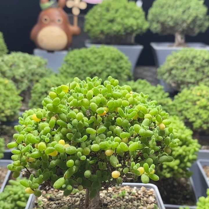 *****蜜橘糖球7977枝干番杏