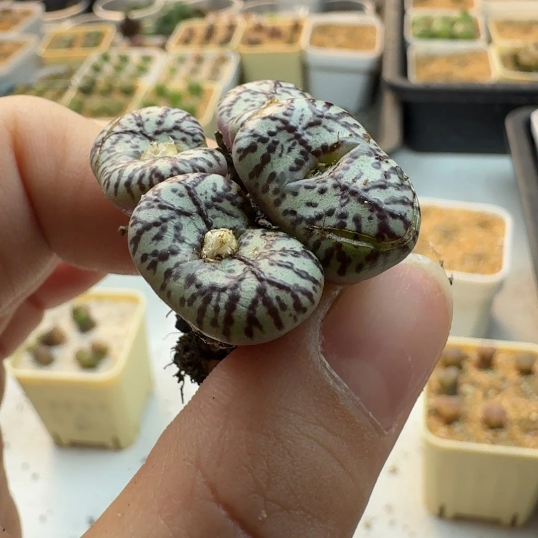 l****蔡17-375p p p p p p p p多肉