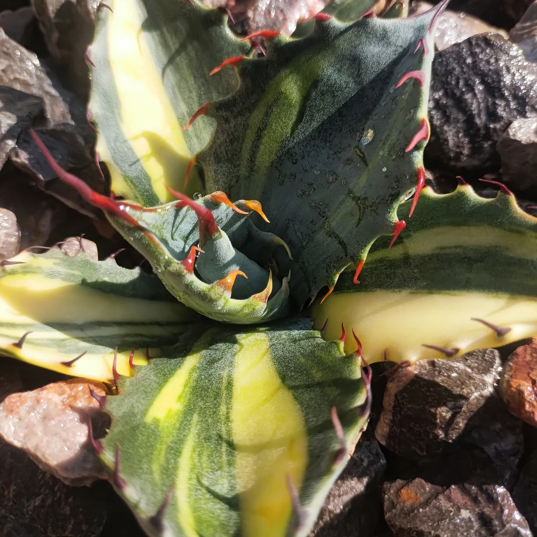 罗绮明缟斑锦龙舌兰稀有耐寒10cm  沙生植物多肉植物