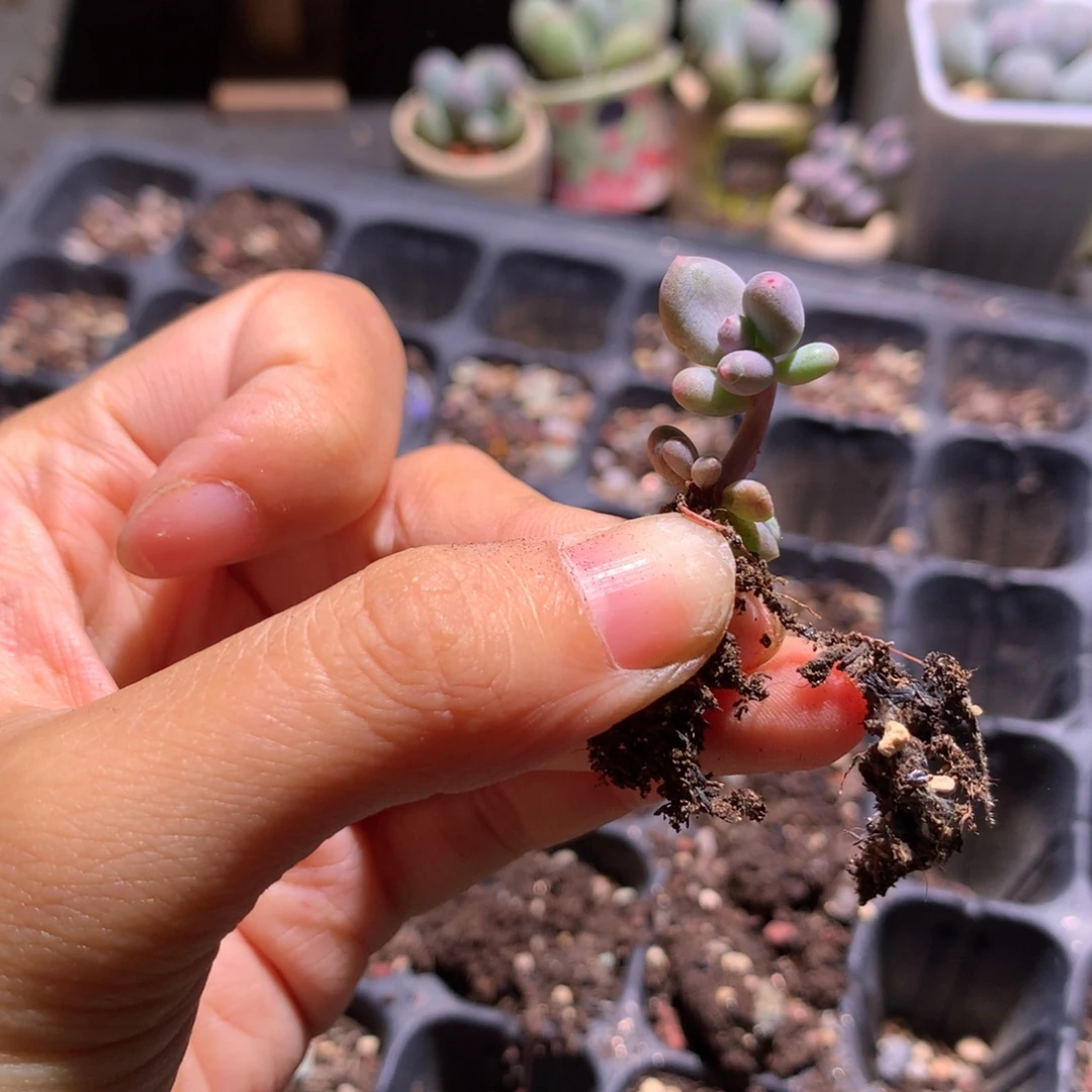 彩虹奶酪多肉mini彩虹