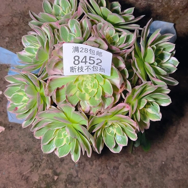 8452海王多肉植物