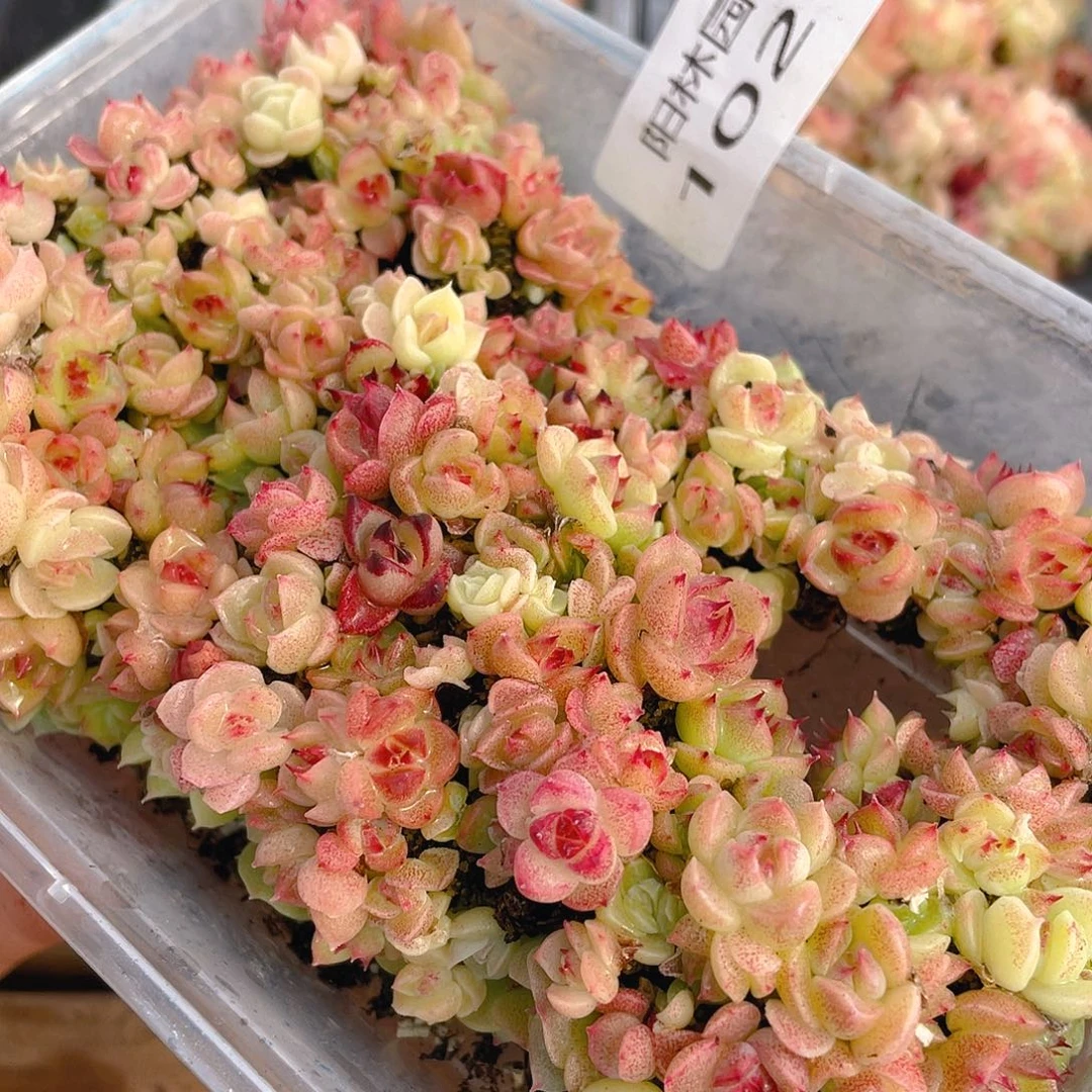 多肉植物多肉植物1026