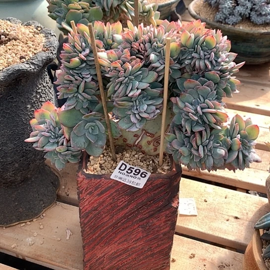 血凤缀化596 亏本处理退款拉黑需延迟发货