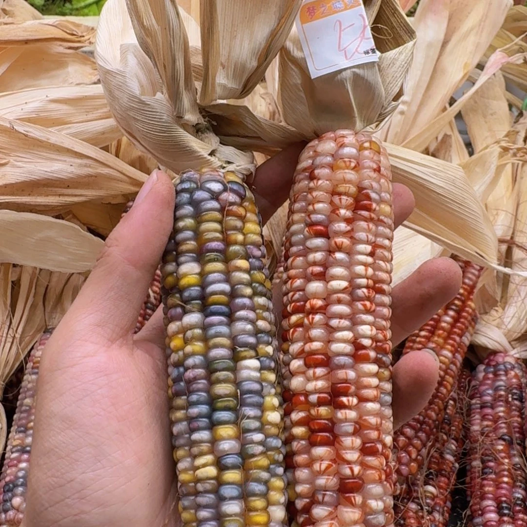 h***a柏香籽/百香籽吊坠