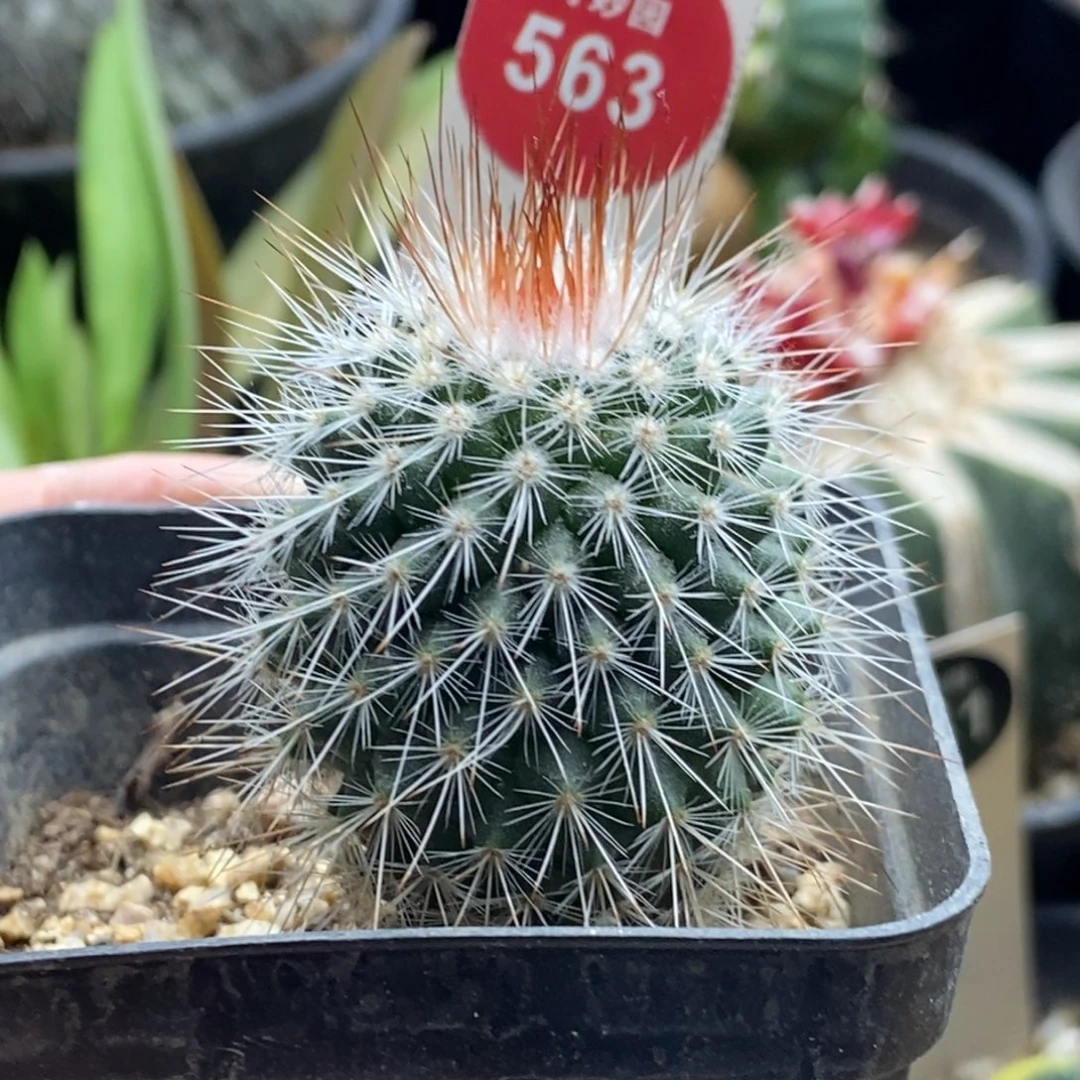 实生绯泉玉变种一棵仙人球