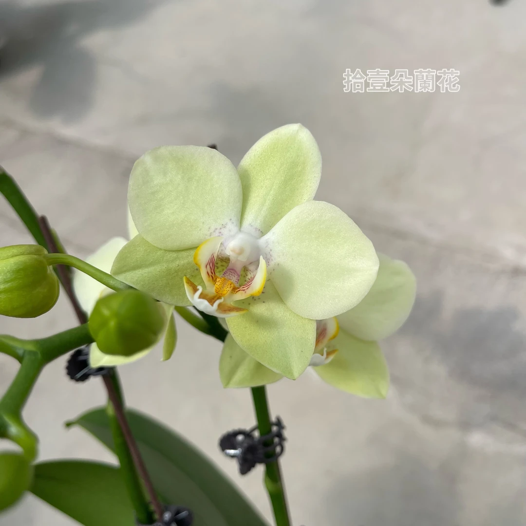 蝴蝶兰【绿水晶】开花株