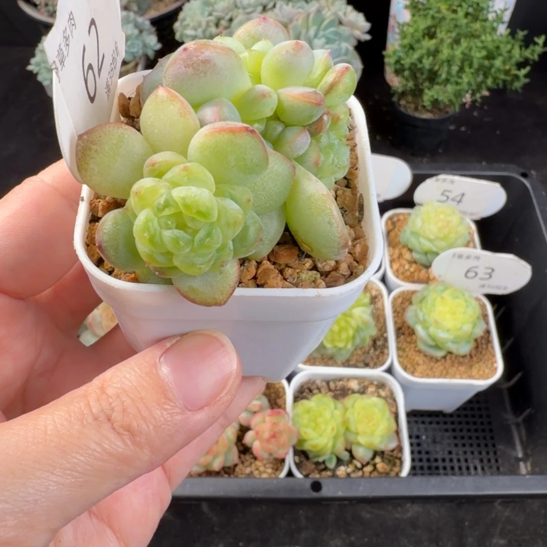 竹马甜心六头群62号