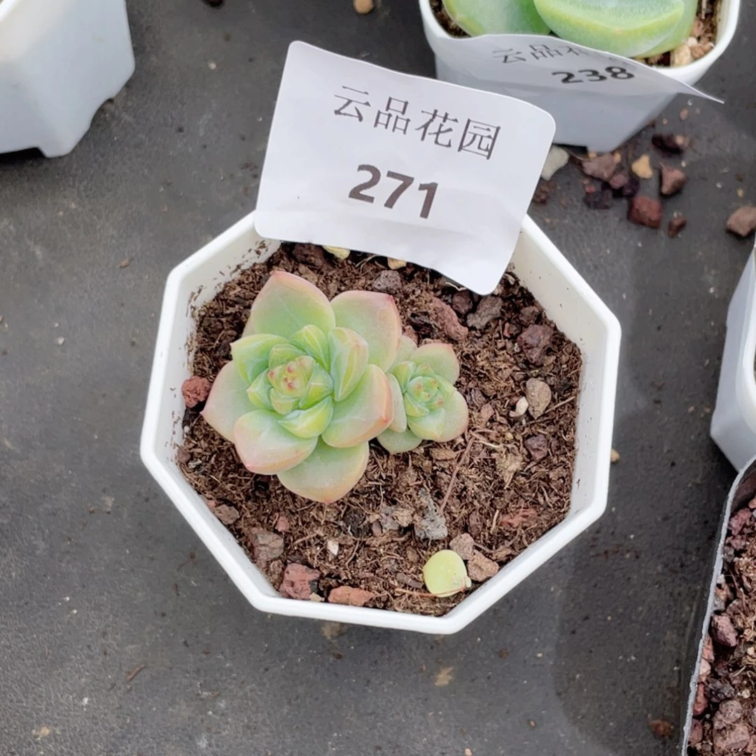 芭***。271号糖心冰心珍妮