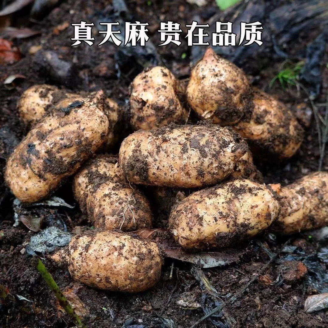 【爱莲】新鲜天麻贵州特产林下野生种植天麻（顺丰现挖包邮）