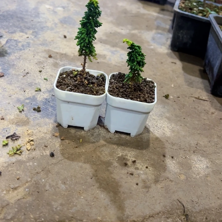 老***丕无花朵初雪石化桧