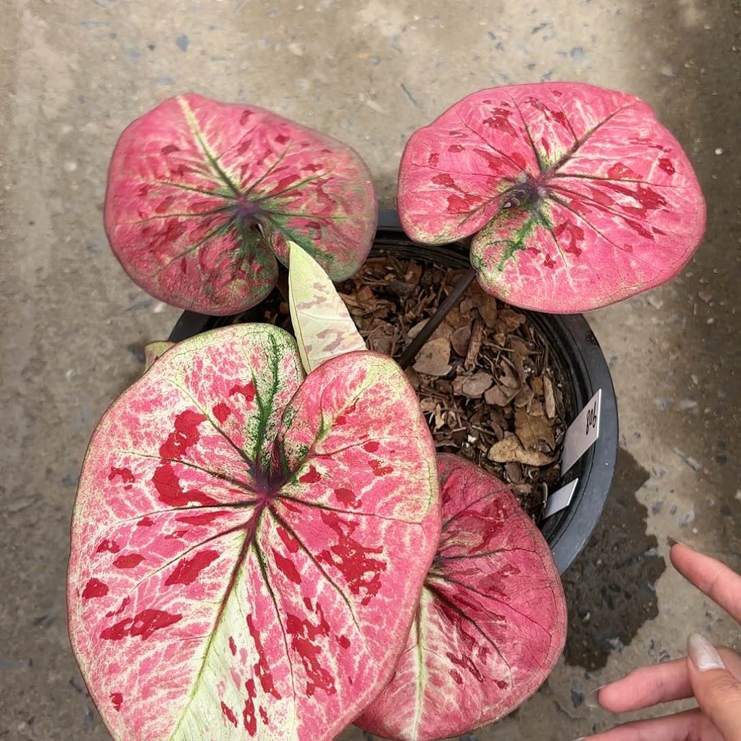 哆**喵泰国彩叶芋908-0119