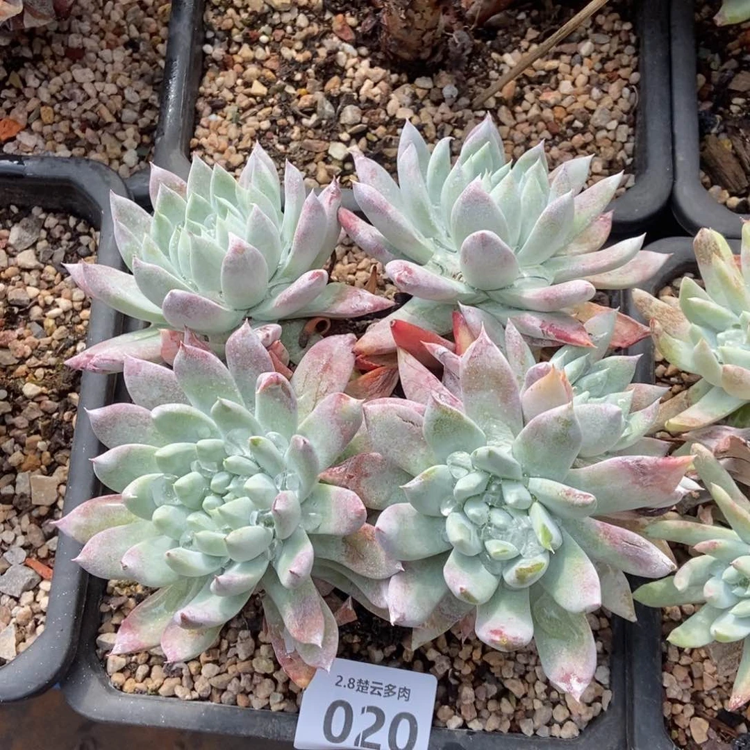 020多肉植物啦啦啦