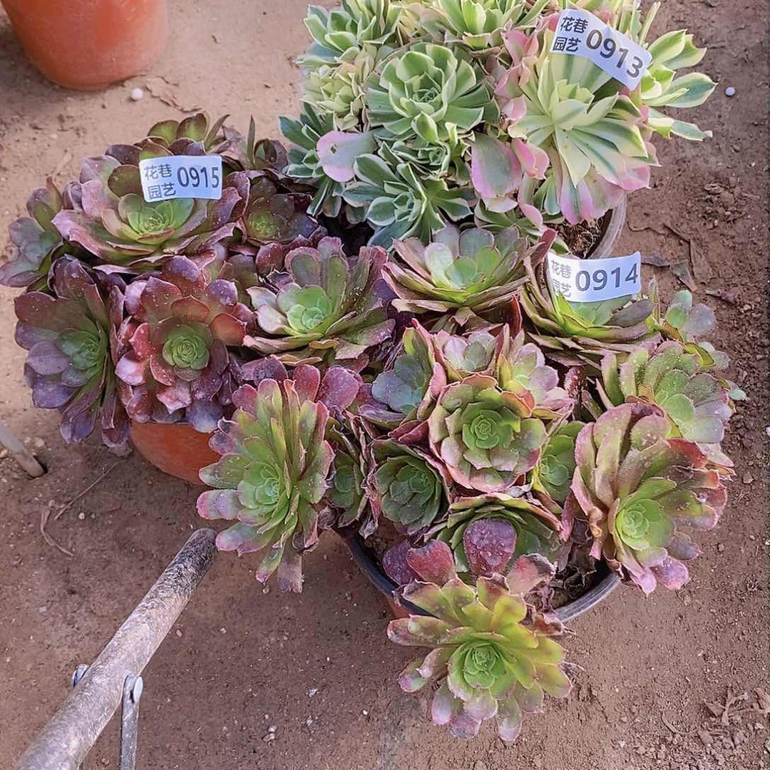 913+914+915 号一物一拍20包邮年后发货