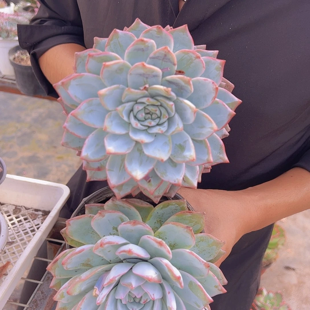 大单头粉蓝鸟两盆