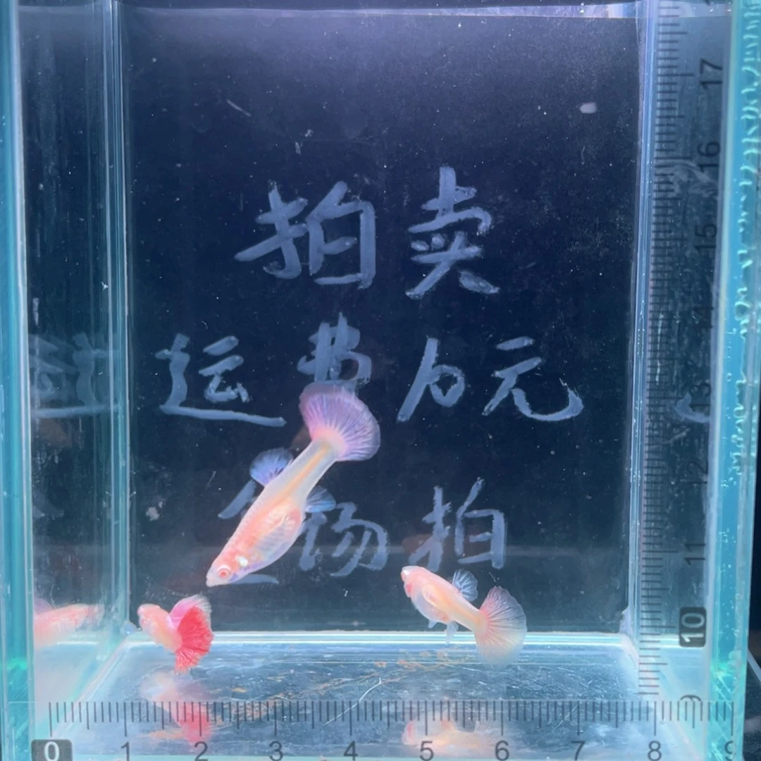 孔雀鱼红龙白子孔雀鱼一公二母