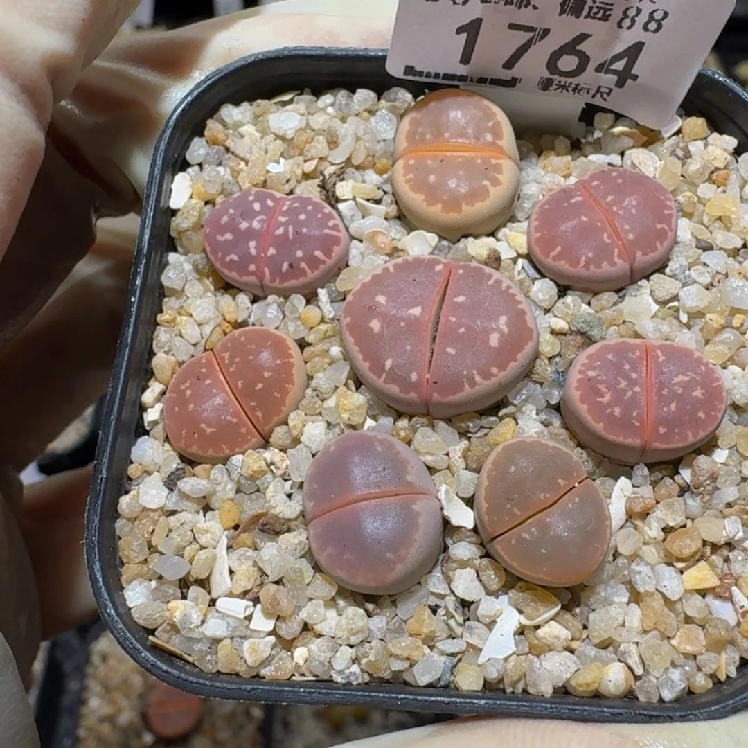 Ssss精品生石花1764
