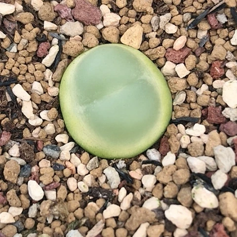 多肉肉锥 1.8Cm 大王拉登