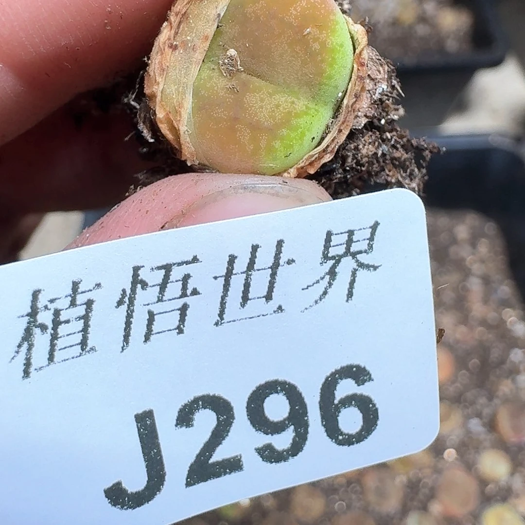 296盒多肉植物哇c v