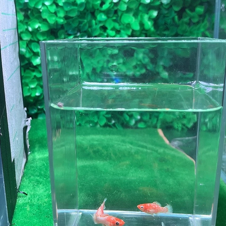 黑玛丽鱼玛丽球鱼柠檬4条一元起拍