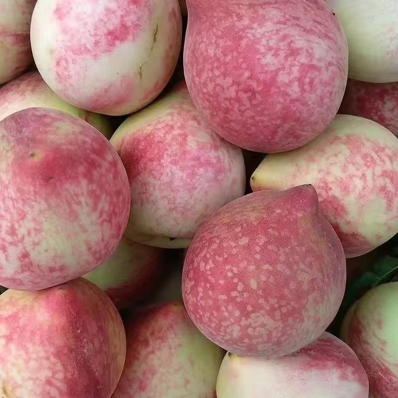 贵州新鲜百花桃接桃现摘血桃白花桃结桃当季应季脆桃清甜多汁