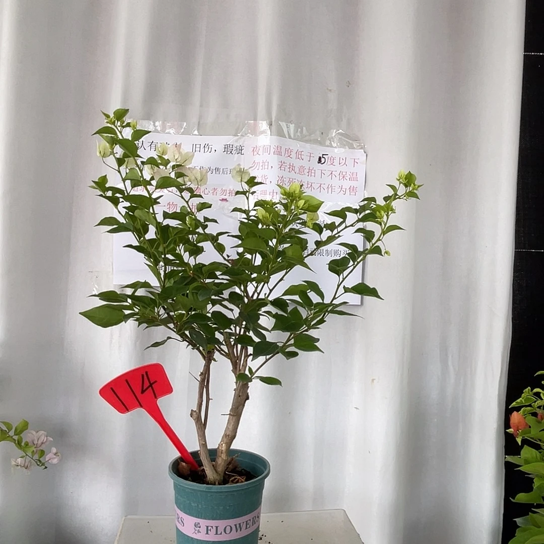 当前无花栽培后可以开花114绿樱桩