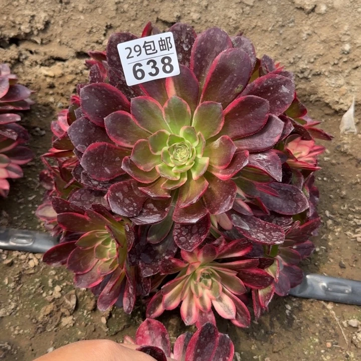 黑魔锦……多肉植物……