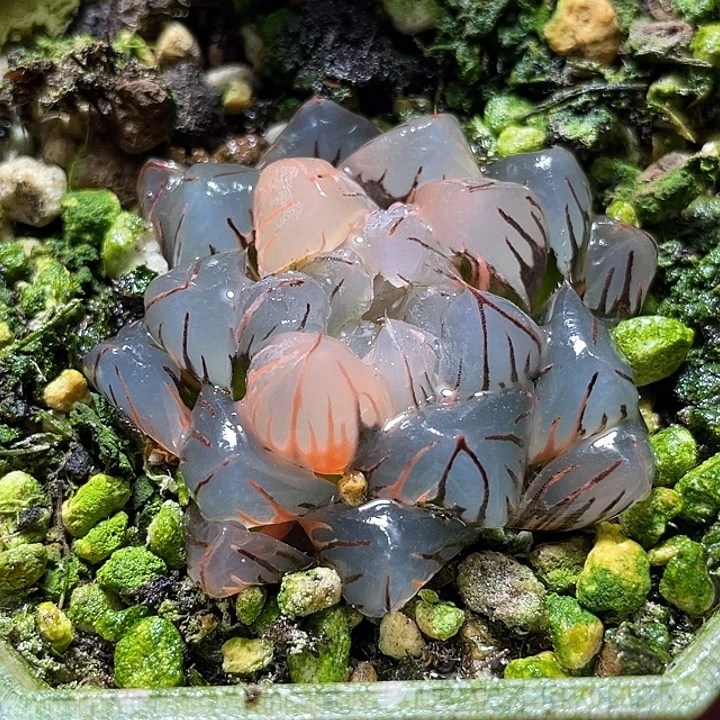 512水中月锦福利一物