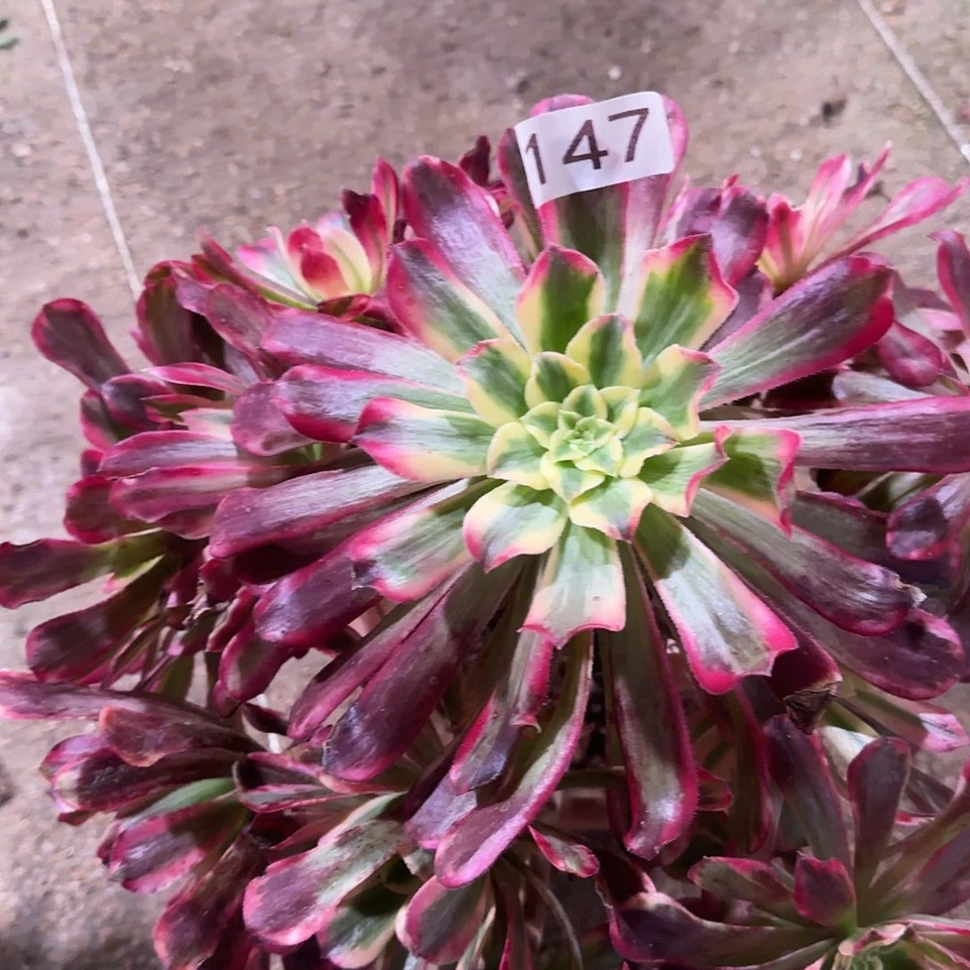 多肉植物法师福利波斯147