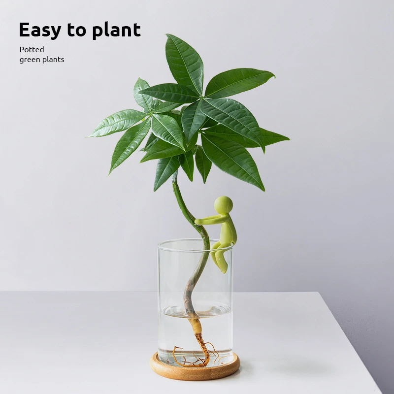 水培发财树盆栽桌面办公室工位绿植客厅招财树盆景净化空气吸甲醛