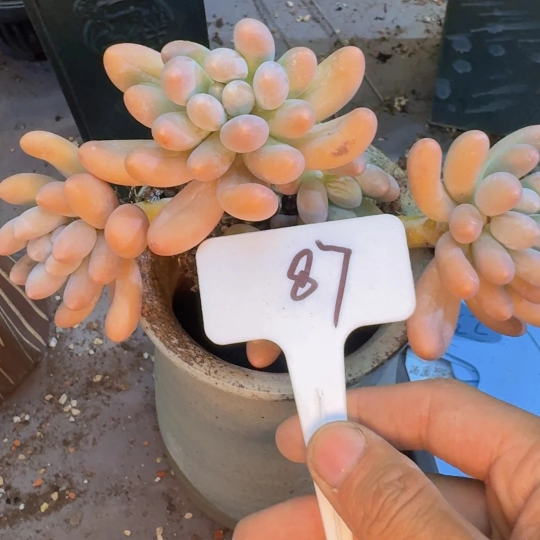 多肉植物的生长发育和