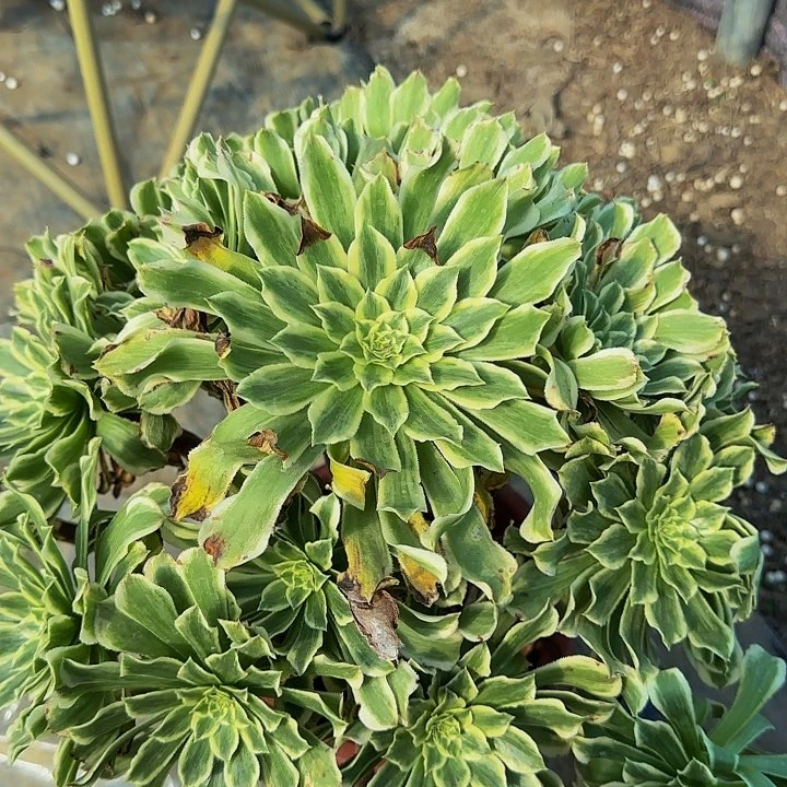 碧浪巨无霸亏本福利