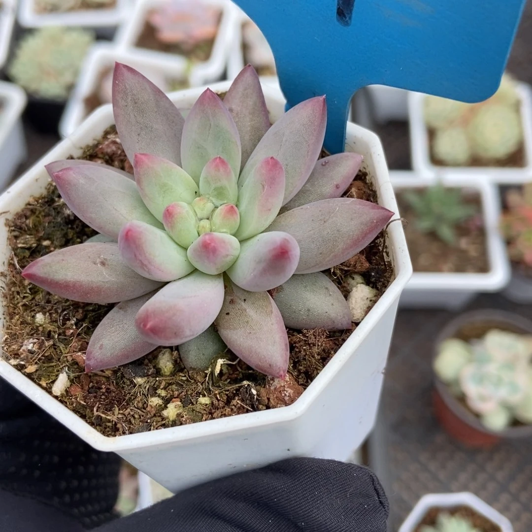 679虞美人多肉植物保护