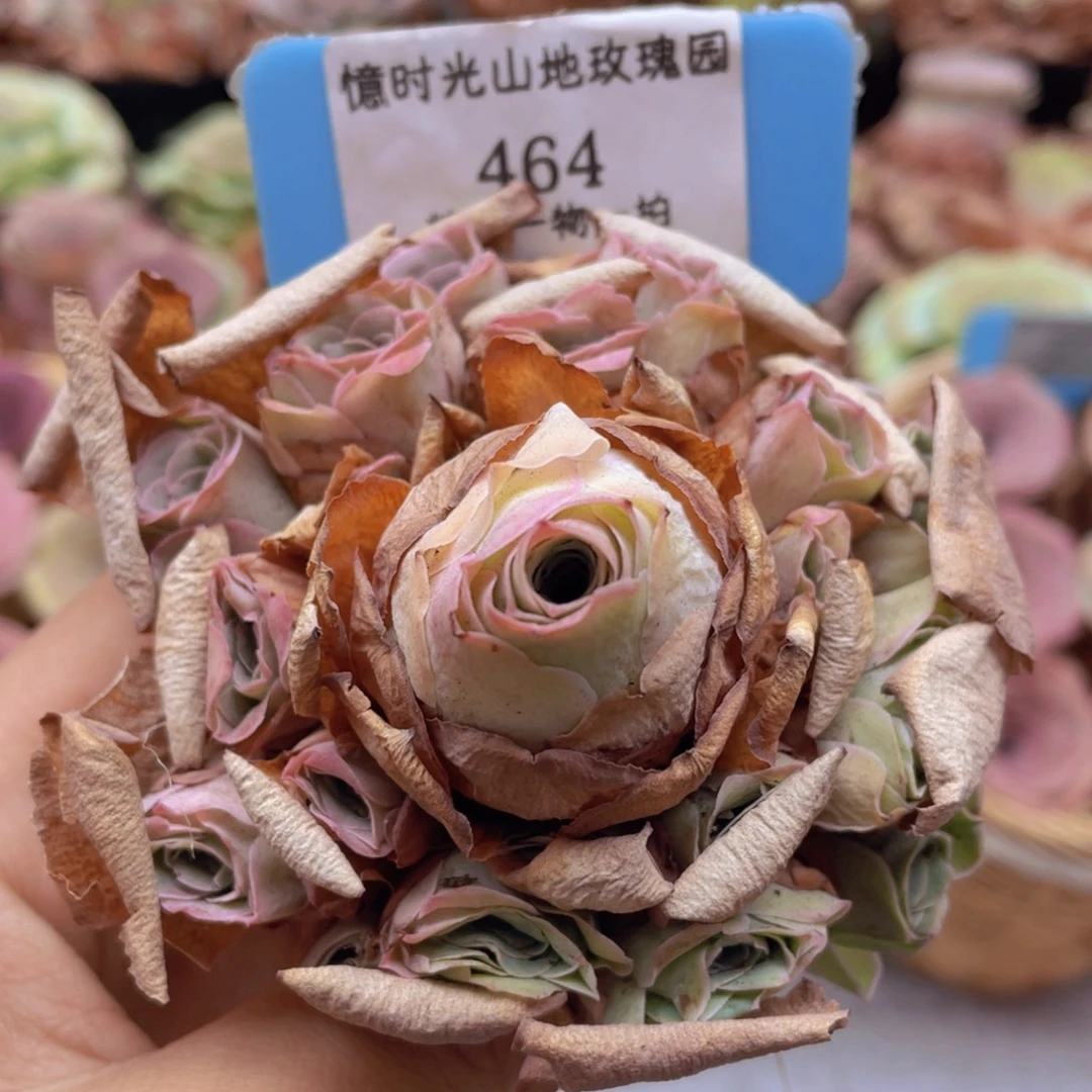 山地玫瑰464断枝不包损不售后