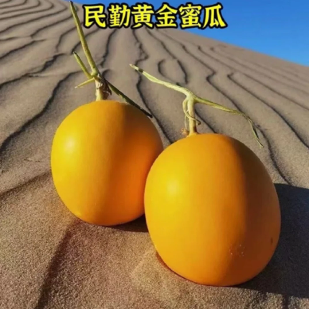 甘肃民勤沙漠金红宝蜜瓜新鲜现摘现发软糯香甜坏果包赔