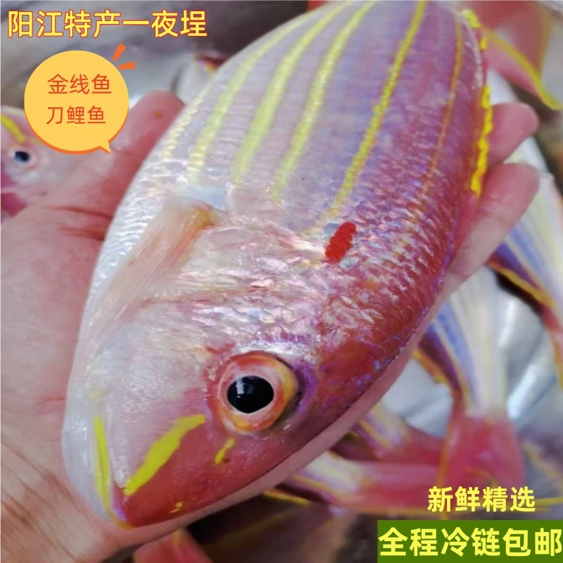 阳江特产一夜埕咸鱼刀鲤新鲜冰冻金线鱼一流水淡口生鲜腌制红杉鱼