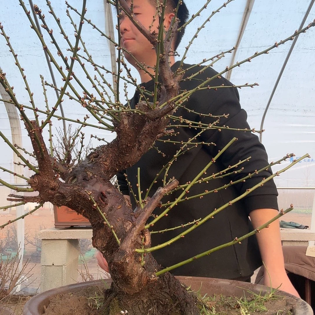 无花朵梅花落在了我的心上