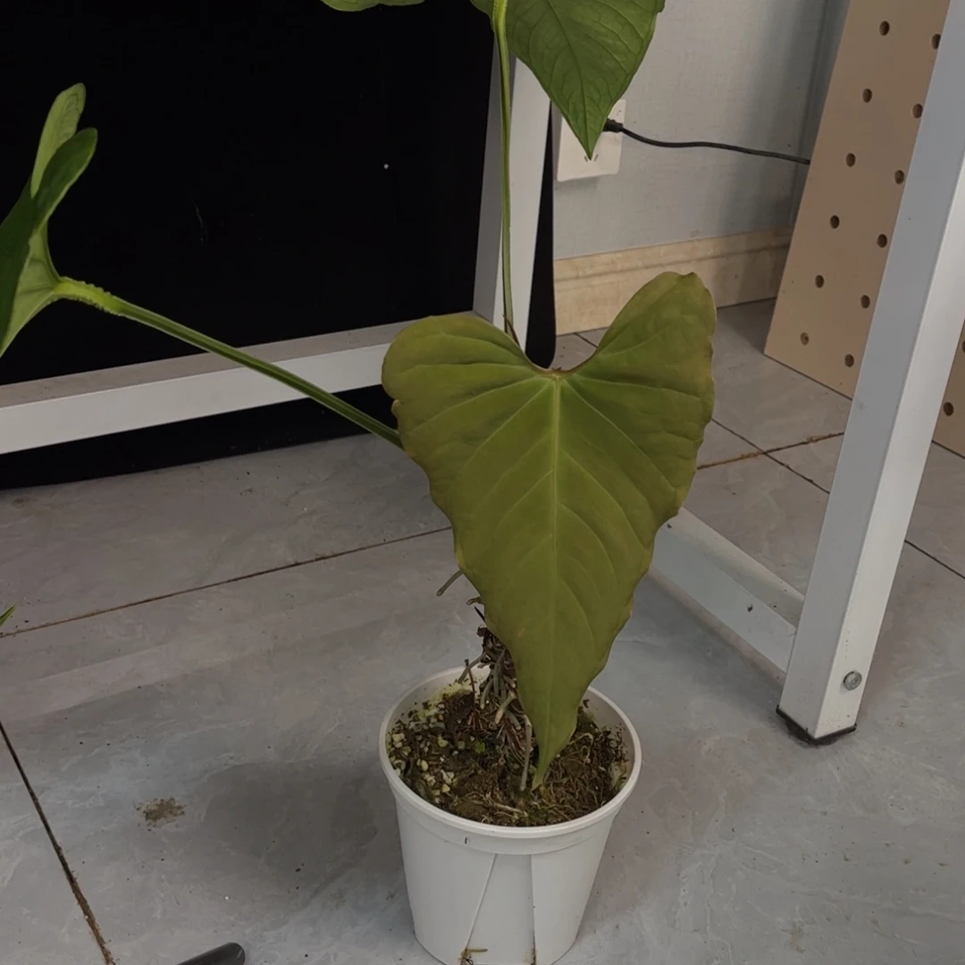 无花朵波浪边蝠鲼（888