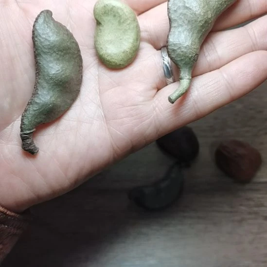 紫砂茶宠茶宠扁豆，蚕豆。