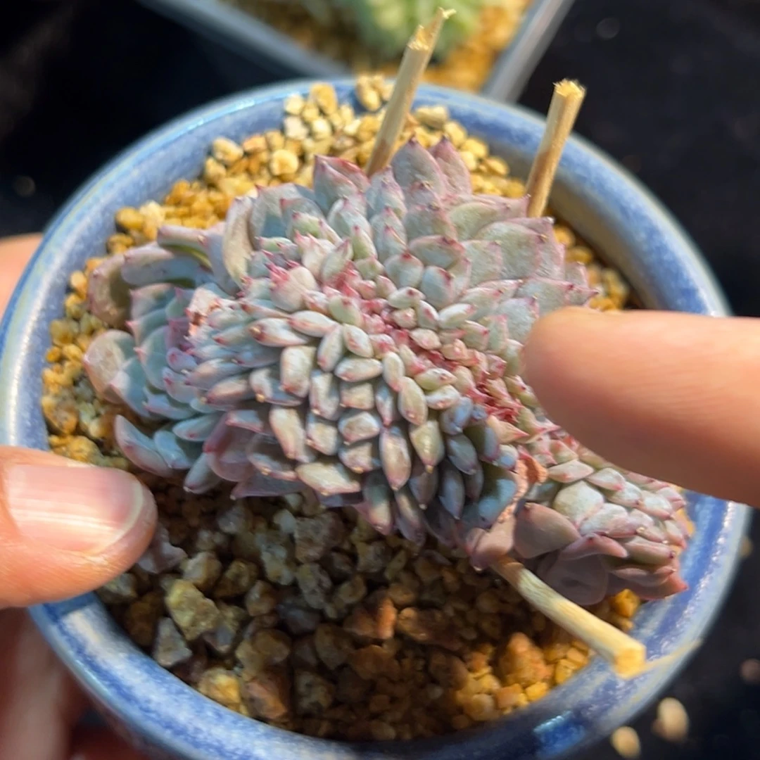 新年快乐 新年快乐