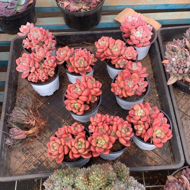 洛神多肉希植物两单包邮