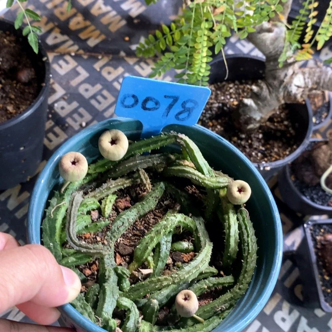 苹果萝藦多肉植物