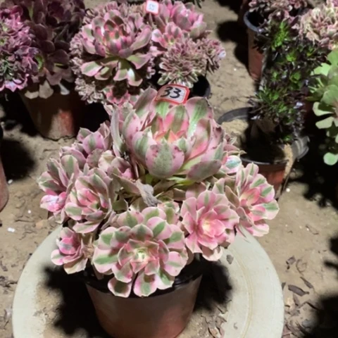 粉女巫捧花一物一拍